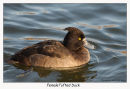 Female Tufted Duck