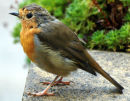 Robin (Erithacus rubecula)