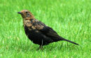 Blackbird (Turdus merula)