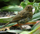 Robin (Erithacus rubecula)
