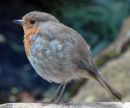 Robin (Erithacus rubecula)