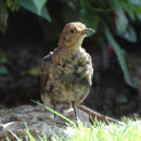 Blackbird (Turdus merula)
