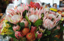 Funchal Flower Market