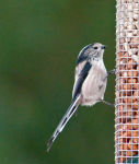Long-tailed Tit (Aegithalos caudatus)