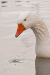 Goose