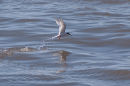 Roseate Tern (Sterna dougallii)