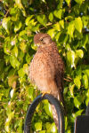 Kestrel preening in the morning sun