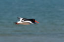 Oystercatcher (Haematopus ostralegus) in flight