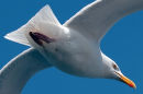 Herring Gull (Larus argentatus)