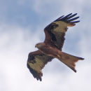 Red Kite (Milvus Milvus)
