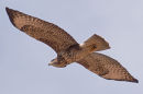 Common Buzzard (Buteo Buteo)