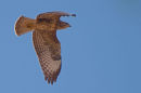 Common Buzzard (Buteo Buteo)