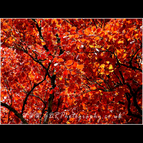 Copper Beech Tree