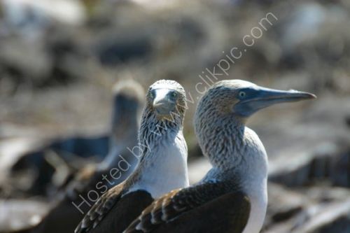 Three blue footed Boobies in a row.