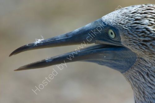Blue footed Booby facial close up.