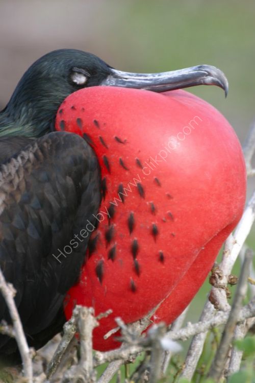 Great Frigate Bird in profile.