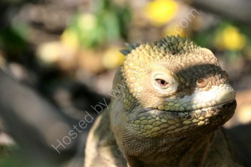 A land Iguana.