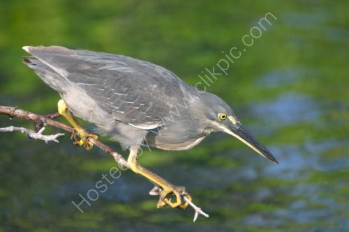 A Lava Heron searching for food.