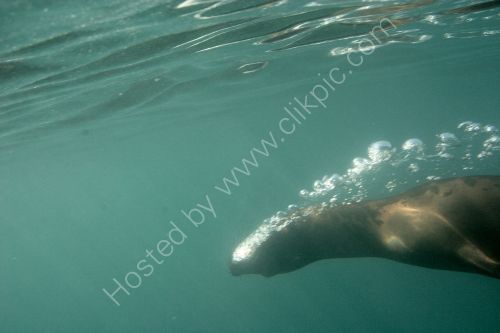 Seal swims upside down in the water.