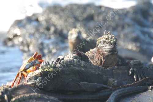 Marine Iguanas and sally Lightfoot Crab.