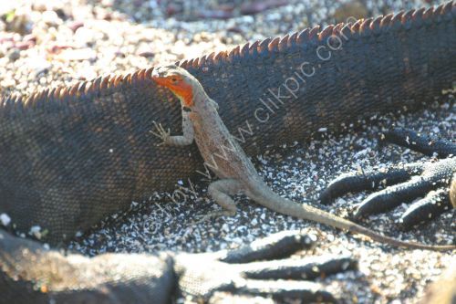 Lava lizard on the tail of a marine iguana.