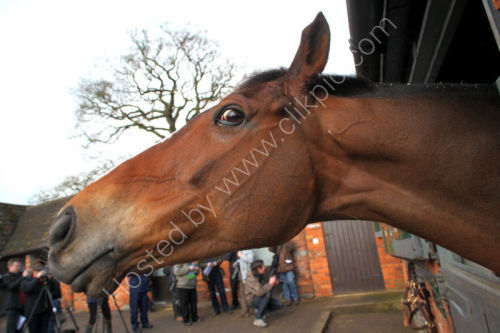 Kauto Star favourite for the Cheltenham gold cup @ Cheltenham.