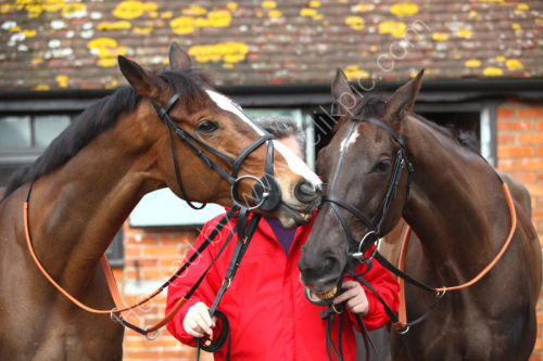 Kauto Star & Denman ( 1st & 2nd favourite for the Cheltenham gold Cup ) share a joke.