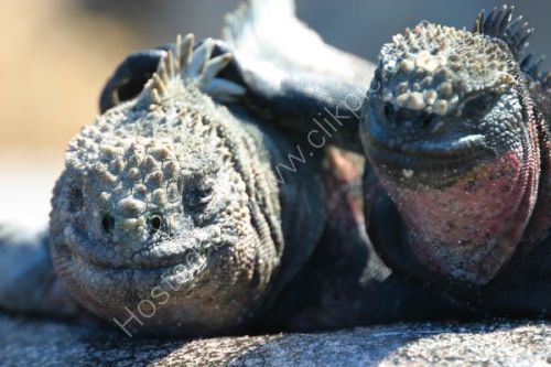 Just good Marine Iguana friends.