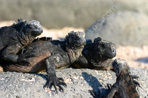 Marine Iguanas, Can I join your gang?