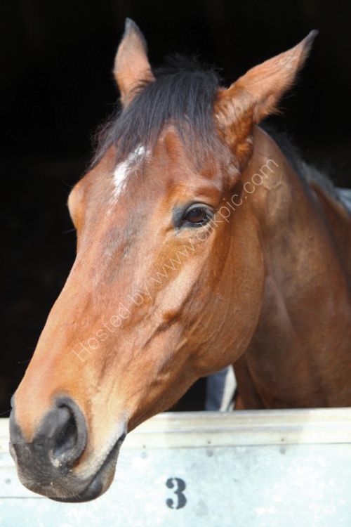 Masterminded favourite for the Queen Mother Champion chase @ Cheltenham.