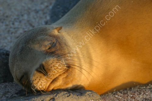 Seal just catching the last few rays of the day.