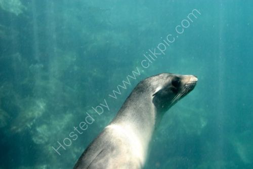 Rising to the surface, a seal.