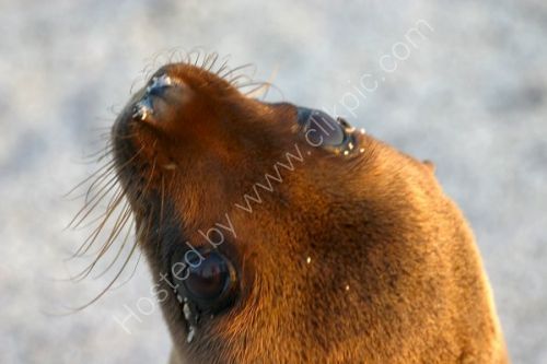 Seal pup and the doleful eyes.