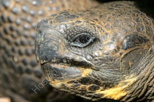 Close up of Giant Tortoise.