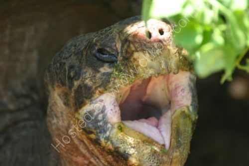 Giant tortoise can get bored on these islands all day.