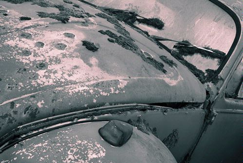 Beetle 104