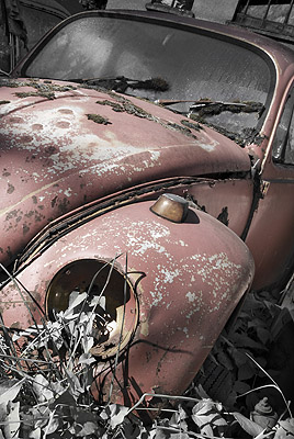Beetle 105