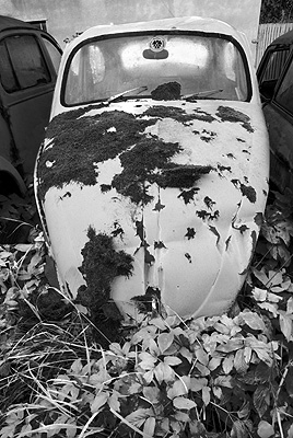 Beetle 107