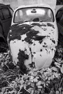 Beetle 107