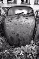 Beetle 108