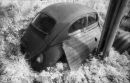 Beetle and Telegraph Pole
