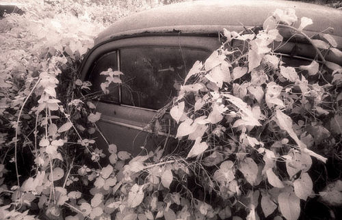 Beetle at Talybont