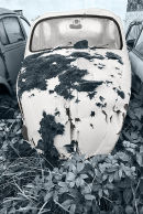 Beetle 107 toned