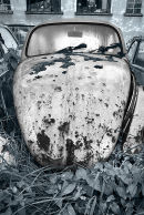 Beetle 108 toned