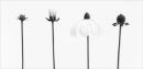 Lifecycle of the Echinacea