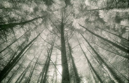 Gower Woodland