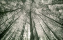 Gower Woodland