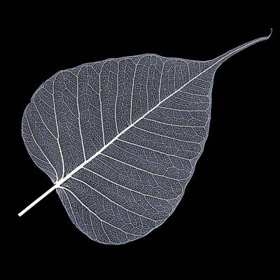Leaf Skeleton White