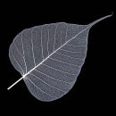 Leaf Skeleton White