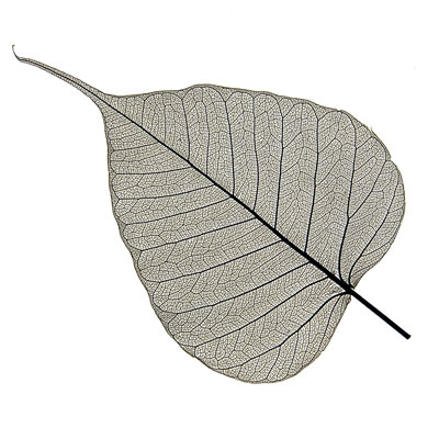Leaf Skeleton Black